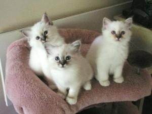Birman kittens for sale