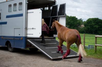 Reliable Horse Moving Services in California | Rocking Y Ranch