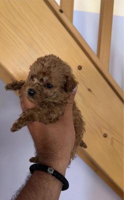 Toy Poodle puppies with excellent characteristics - Vienna Dogs, Puppies