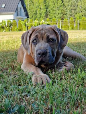 Cane Corso puppies FCI