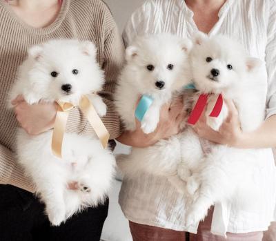   Japanese Spitz puppies