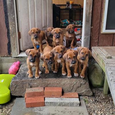  rhodesian ridgeback Puppies for sale 