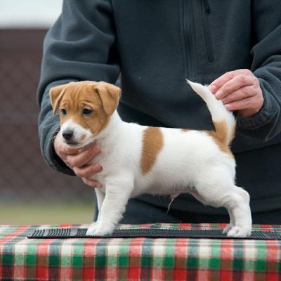   Male and Female Jack Russell Terrier Puppies