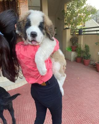   Saint Bernard Puppies for Sale