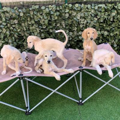   Saluki Puppies available  - Dubai Dogs, Puppies