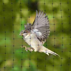 ANTI BIRDS NETS IN HYDERABAD
