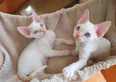  Devon Rex Kittens - Dubai Cats, Kittens