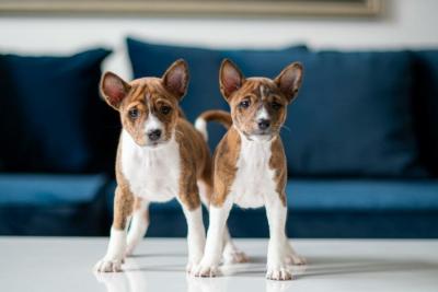   Male and Female Basenji puppies - Dubai Dogs, Puppies