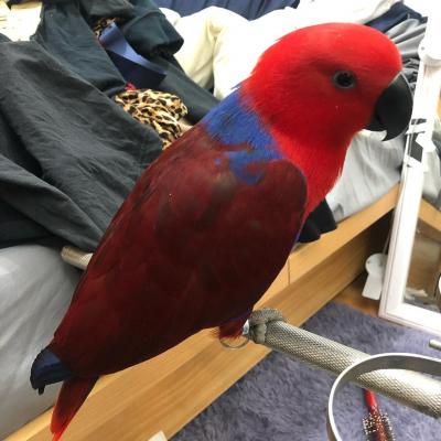   Eclectus Parrots For Sale - Dubai Birds