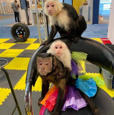  Male And Female Baby Capuchin Monkey Available - Dubai Other