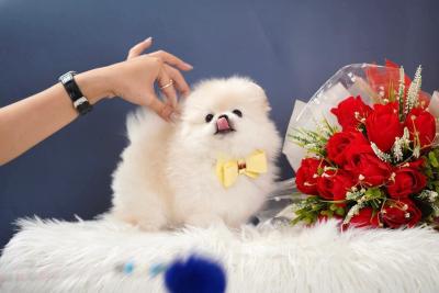   Teacup Pomeranian Puppies Available for sale   - Dubai Dogs, Puppies