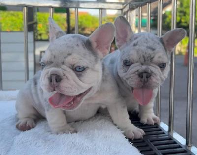    French Bulldog Puppies for sale  - Kuwait Region Dogs, Puppies