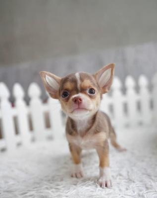   Chihuahua puppies for Sale  - Kuwait Region Dogs, Puppies