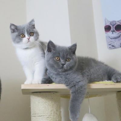   british shorthair kittens for Sale - Kuwait Region Cats, Kittens