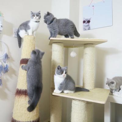   british shorthair kittens for Sale - Kuwait Region Cats, Kittens