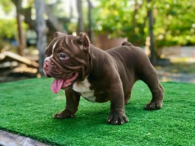   American Bully puppies for sale  - Kuwait Region Dogs, Puppies