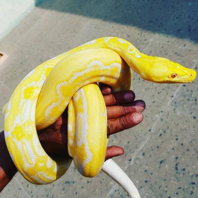  Albino Python ball snakes for sale. - Kuwait Region Other