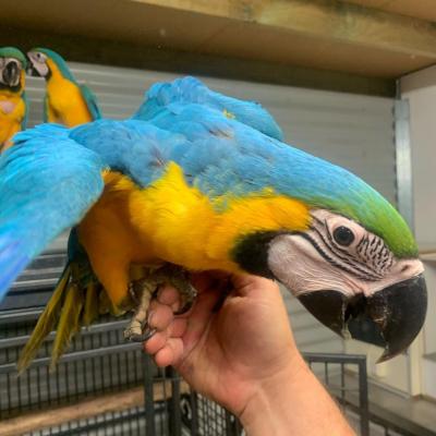   Pair of Blue and Gold Macaw Parrots For Sale  - Kuwait Region Birds