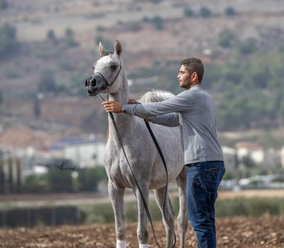   Registered purebred Arabian Horses for sale  - Kuwait Region Other