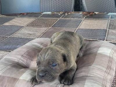 Cane Corso, reservation of puppies - Vienna Dogs, Puppies