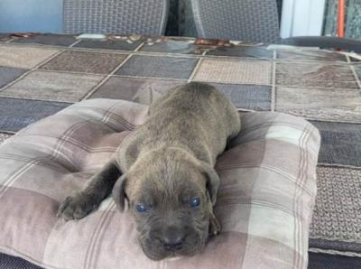 Cane Corso, reservation of puppies - Vienna Dogs, Puppies