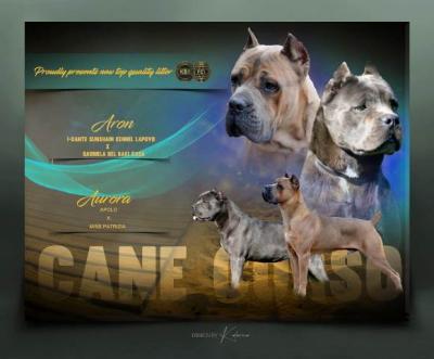 Cane Corso, reservation of puppies - Vienna Dogs, Puppies