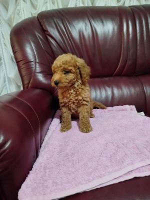 A toy and dwarf poodle - Vienna Dogs, Puppies