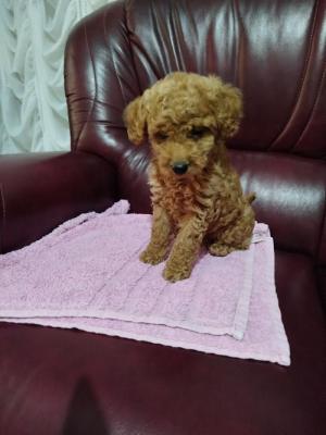 A toy and dwarf poodle - Vienna Dogs, Puppies