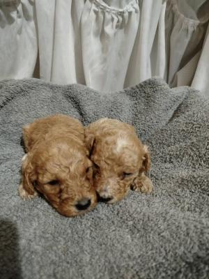 Maltipoo - Vienna Dogs, Puppies