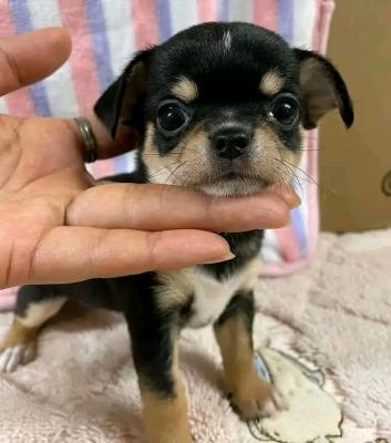 chuihaha puppies for sale - Lodz Dogs, Puppies