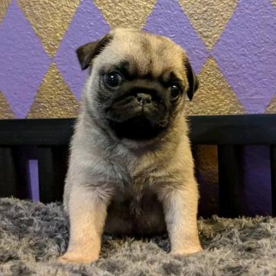 Pug puppies available Business Whatsapp : +15303509598 - Lodz Dogs, Puppies