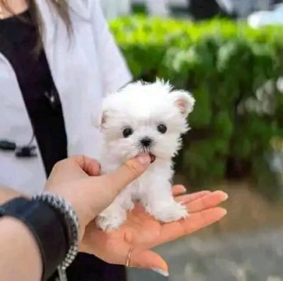 Beautiful Maltese puppies-ready - Lodz Dogs, Puppies