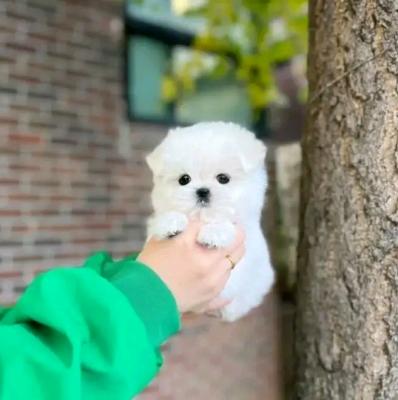 Beautiful Maltese puppies-ready - Lodz Dogs, Puppies