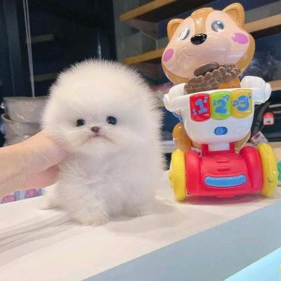 Beautiful Pomeranian puppies Business Whatsapp : +15303509598 - Lodz Dogs, Puppies