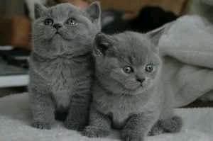 British shorthair kittens Business Whatsapp : +15303509598 - Lodz Cats, Kittens