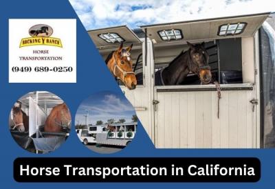 Premier Horse Trucking Companies in California | Rocking Y Ranch
