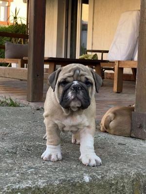 English bulldog - Vienna Dogs, Puppies