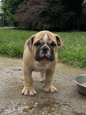 English bulldog - Vienna Dogs, Puppies