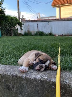 English bulldog - Vienna Dogs, Puppies