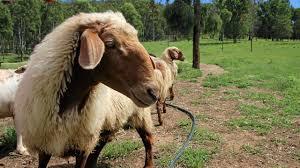 Awassi fat tailed sheep for sale - Kuwait Region Livestock