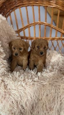 Toy Poodle puppies, dark apricot - Vienna Dogs, Puppies