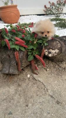 Pomeranian, puppies - Vienna Dogs, Puppies