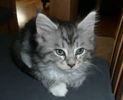 Maine Coon Kittens for sale contact us +33745567830 - Paris Cats, Kittens
