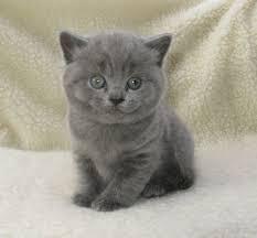 male and female British Shorthair kittens for Sale contact us +33745567830