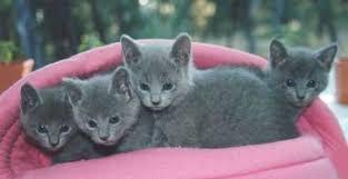 Russian blue Kittens Available for sale contact us +33745567830 - Paris Cats, Kittens