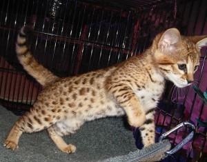 Socialized Savannah kittens for sale contact us +33745567830 - Paris Cats, Kittens