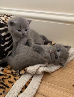 Cute male and female British Shorthair kittens for sale contact us +33745567830 - Brussels Cats, Kittens