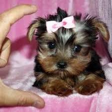 Male and Female Teacup Yorkie Puppies for sale contact us +33745567830