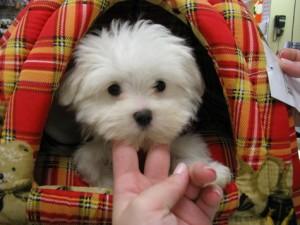 Registered Teacup Maltese Puppies for sale contact us +33745567830