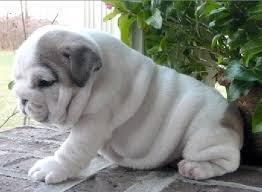 Cute English Bulldog Puppies for sale contact us +33745567830